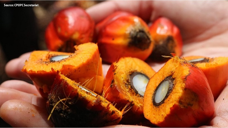 Could Synthetic Palm Oil Displace Natural Palm Oil?