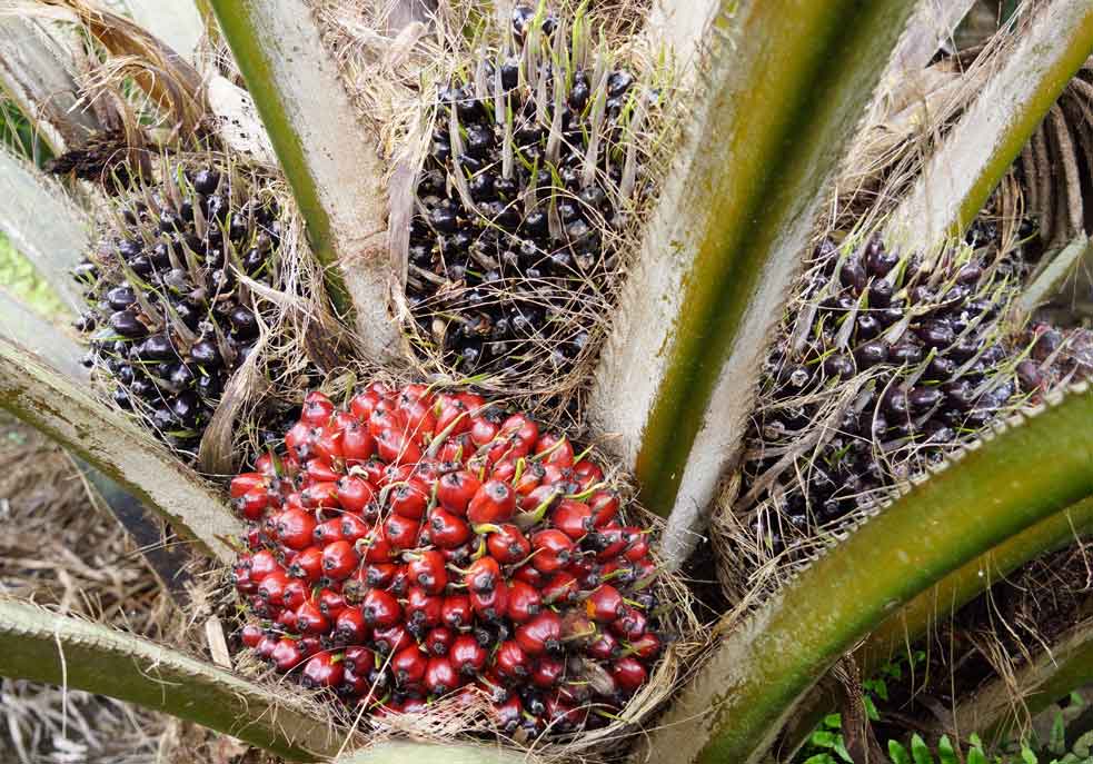 National Certification Schemes For Sustainable Palm Oil in EU Deforestation Regulations