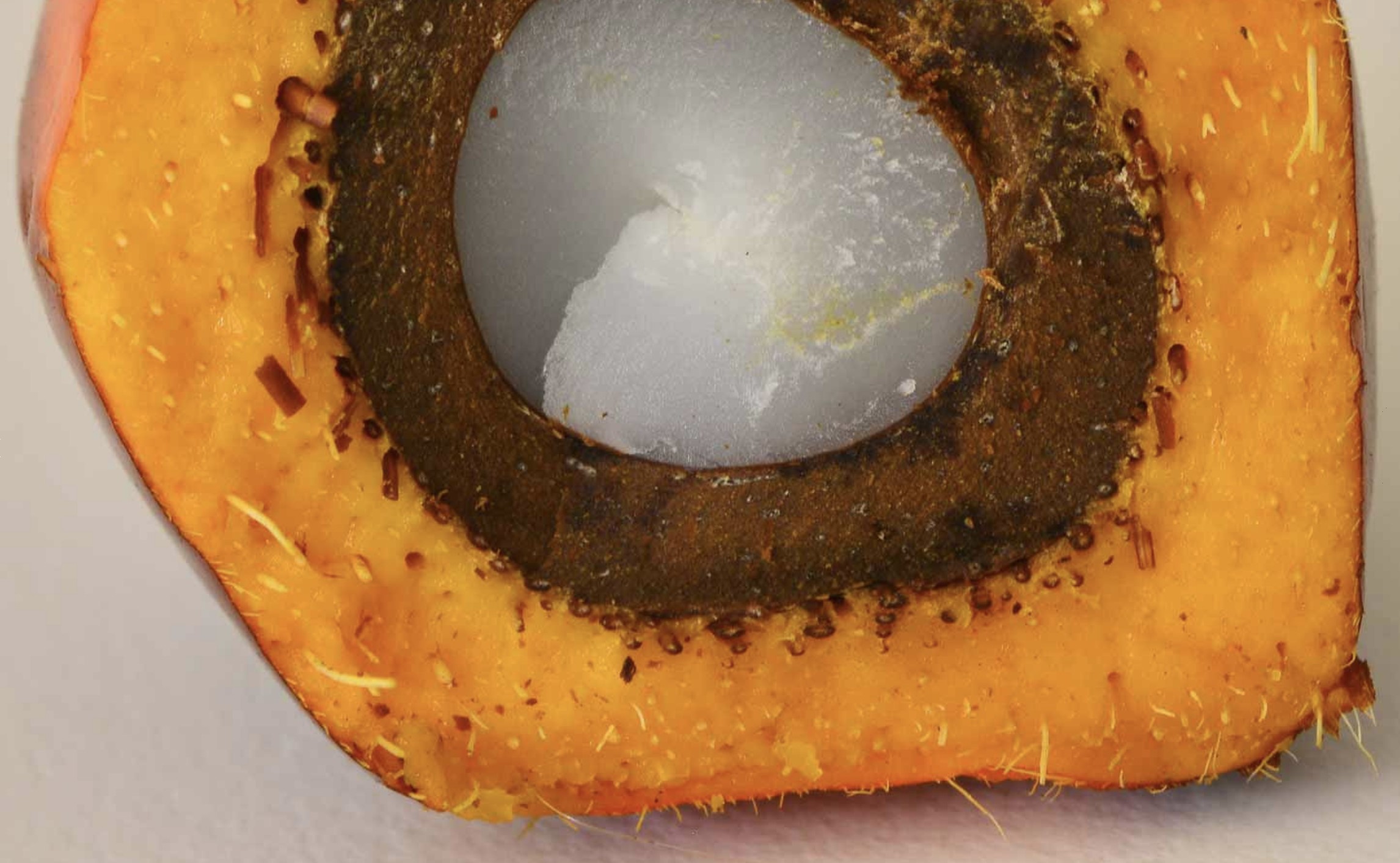 Co Chairsï¿½ Statement the 2nd Ministerial Meeting of Palm Oil Producing Countries