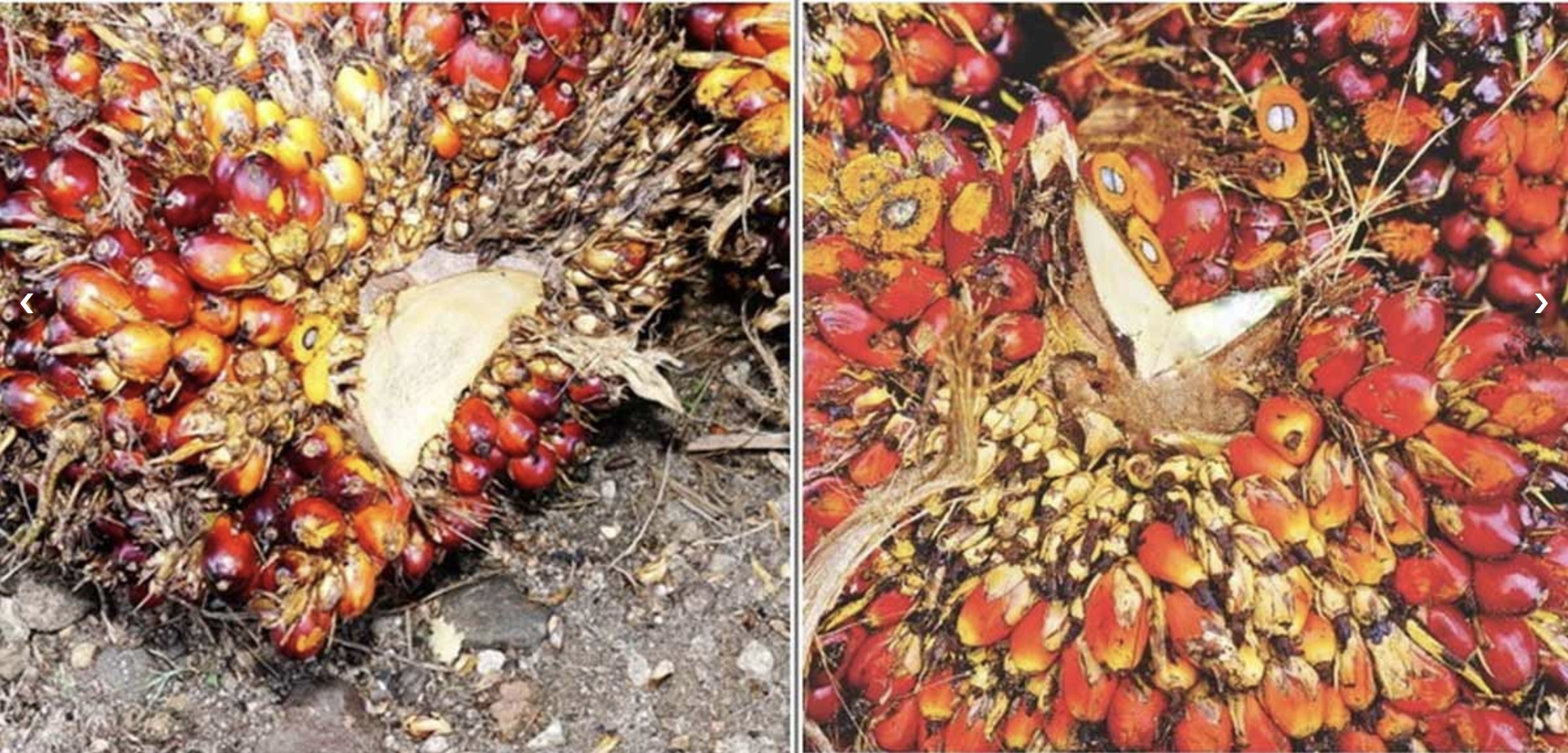 CPOPC Secretariat Further Engaged Papua New Guinean Smallholders
