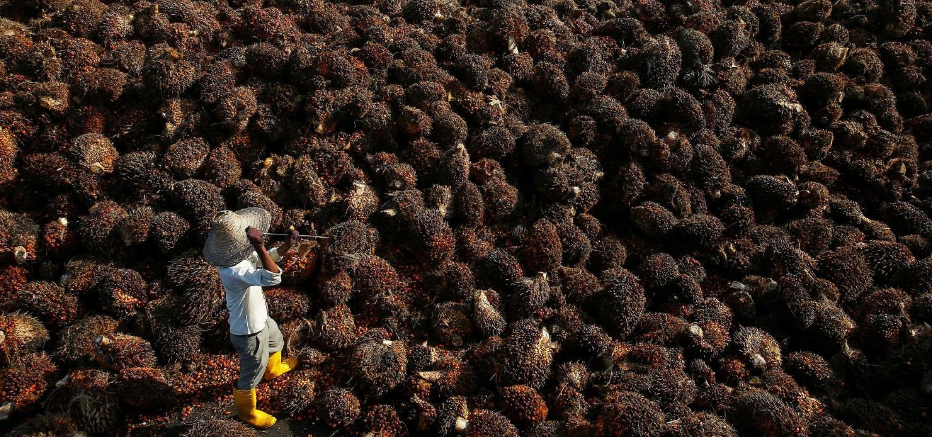 Indonesia, Malaysia team up to win over EU palm oil critics