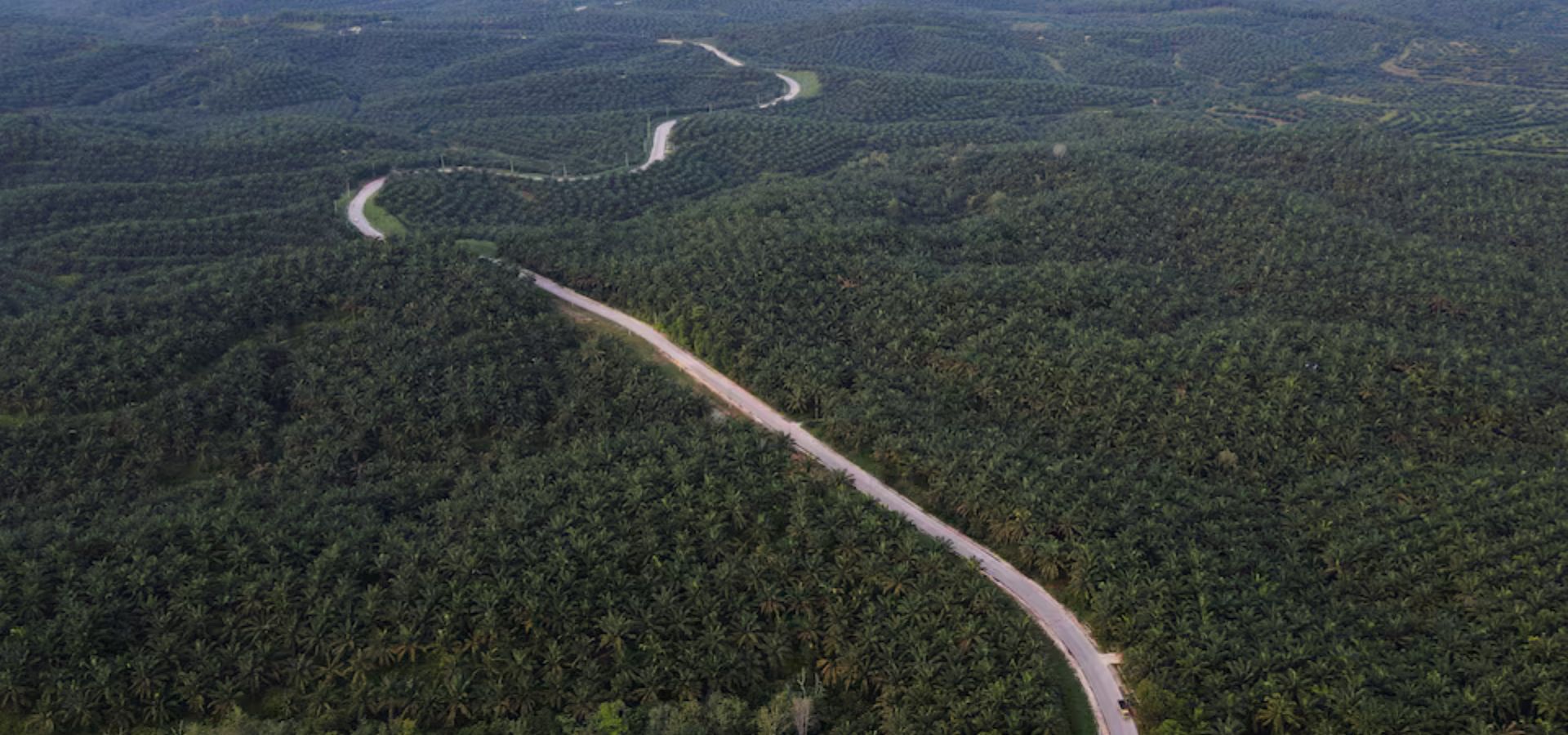 Indonesia, Malaysia, EU work on guide for smallholders on EU deforestation rules