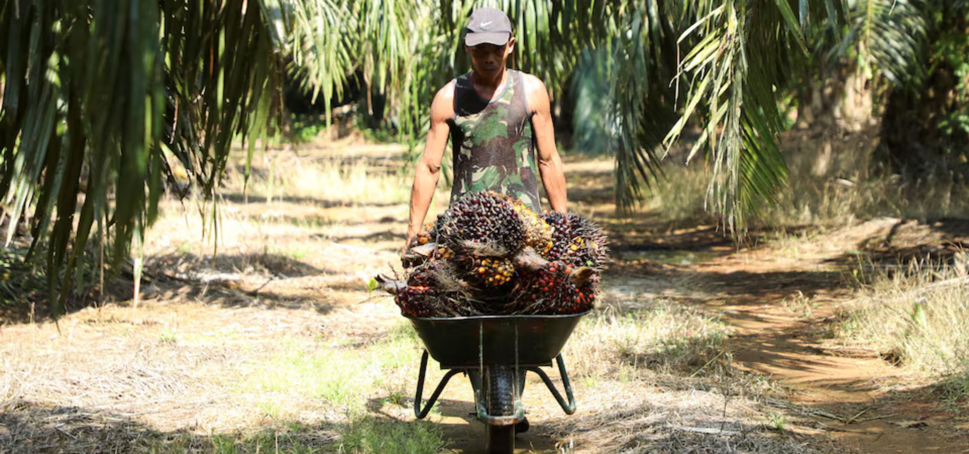 Malaysia says it could stop palm oil exports to EU after new curbs