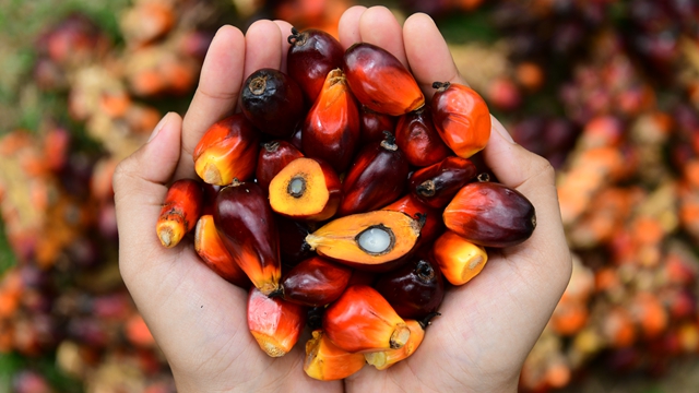 How does palm oil move from the table to the tank, affecting price and supply? The Secretary-General of the Council of Palm Oil Producing Countries replied to the first fiscal year