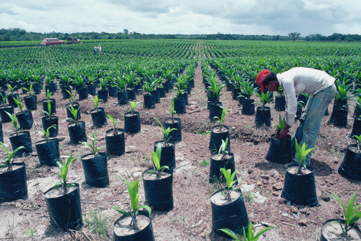 Match deforestation policy ambition with real implementation, says palm oil chief