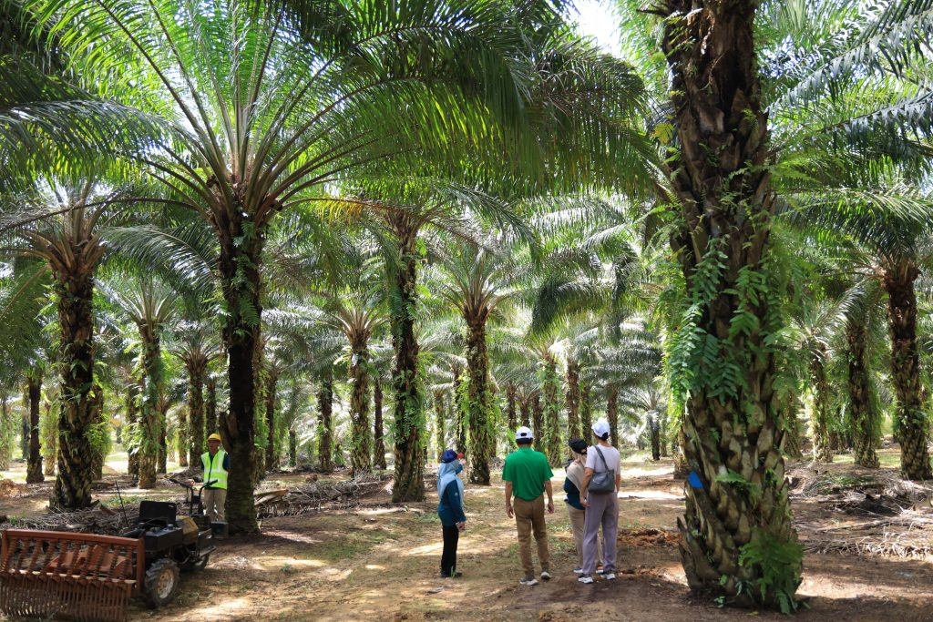 Oil Palm Smallholders: Their Stories, Their Legacy