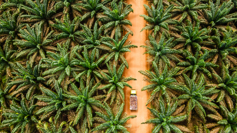 Indonesia and Malaysia tackling deforestation as new EU restrictions loom