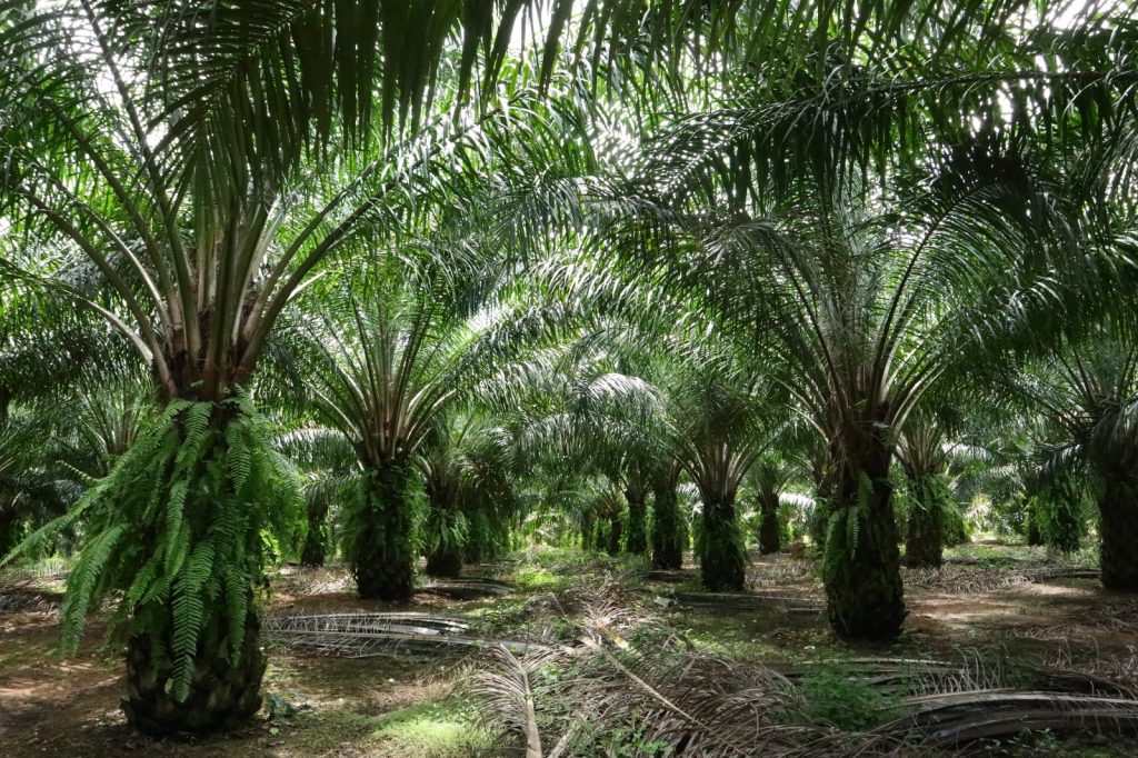 NO PALM OIL: The deception behind the misleading labels