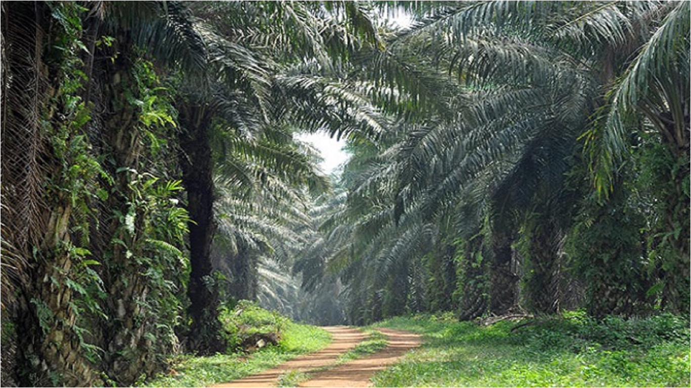 Bright Opportunities for Millenials Career and Future in Palm Oil Industry